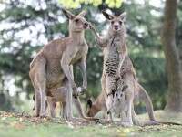 上海野生動物園