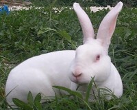 日本大r耳白兔