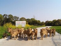 上海野生動物園