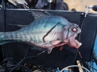 食人魚3D劇照