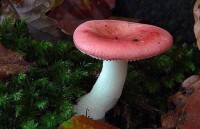 毒紅菇與真紅菇辨別2