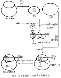 原核生物蛋白質合成的起始過程