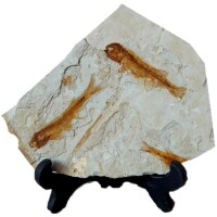 狼鰭魚化石