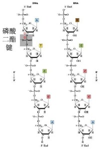 磷酸二酯鍵