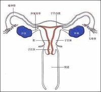 內分泌不孕