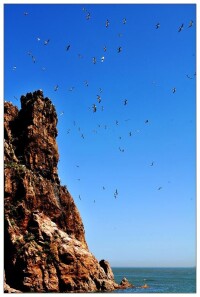 海驢島