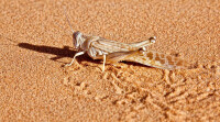 沙漠蝗蟲