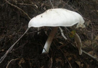 白林地蘑菇