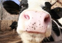 中國荷斯坦奶牛的嘴部位