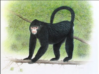 緬甸金絲猴