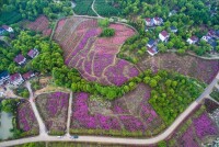 長興縣泗安鎮生態農業觀光園