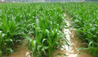 寧夏連陰雨影響作物產量