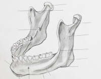 下顎