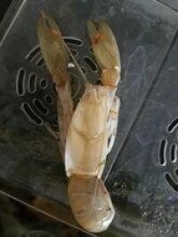 澳比杜斯螯蝦