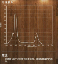 葉綠素b