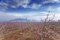 平谷桃花節