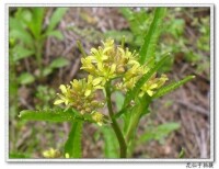 蔊菜屬 野油菜