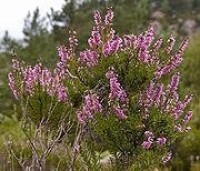 帚石楠 Calluna vulgaris