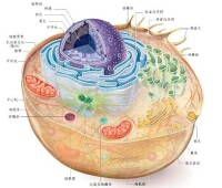 細胞學說動物細胞