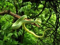 竹葉青蛇