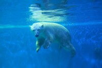 泉城海洋極地世界北極熊