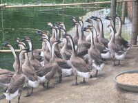 清遠烏鬃鵝養殖場