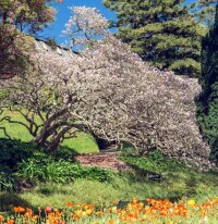 惠靈頓植物園的春天