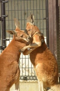 廣州動物園