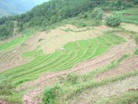 徐家自然村[雲南景東彝族自治縣溫卜村委會徐家自然村]