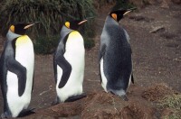 王企鵝麥誇里島亞種