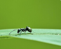 成年黑蟻