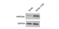 Trichostatin A生物數據2