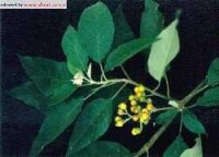 茄屬Solanum,茄科植物圖片