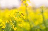 盈香生態園油菜花海