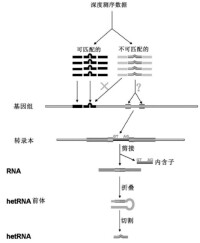 微RNA