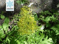 羽裂蟹甲草