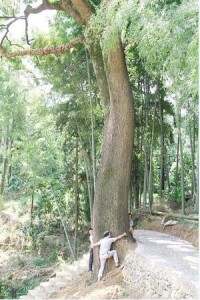 高寨村[福建漳州平和高寨村]