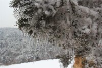 柏樹嶺雪景