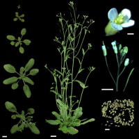 模式生物——擬南芥