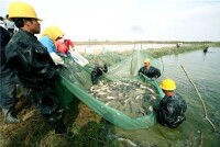 羅陽鎮漁業