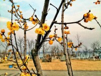 龍子湖公園