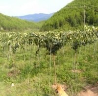 台農2號蜜雪梨圖1