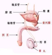 男性生殖結構圖