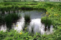 秀美的濕地沼澤風光——榕嘉攝影