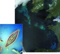 單細胞浮游植物(小圖)中的葉綠素能夠在海洋中形成巨大的綠色污跡。
