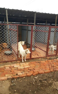 延邊朝鮮族自治州延吉市豐山犬繁殖基地