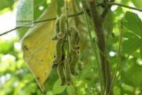 Mucuna pruriens