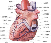 冠狀竇