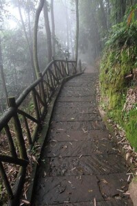 花楸村