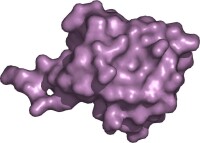 molecular surface of ubiquitin